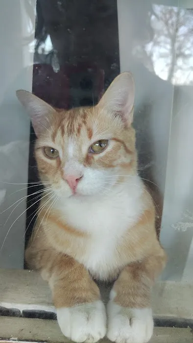 Lenoir Veterinary Hospital 10