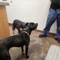 Hudson Animal Hospital ico