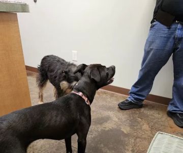 Hudson Animal Hospital