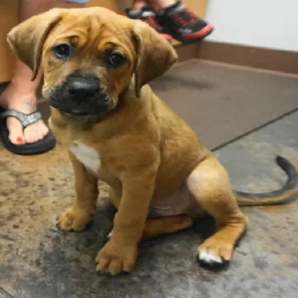 Hudson Animal Hospital 9