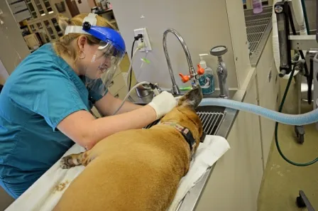 Caldwell Animal Hospital, PA 1