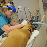Caldwell Animal Hospital, PA ico