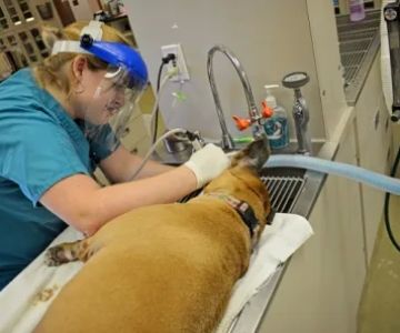 Caldwell Animal Hospital, PA