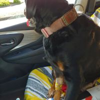Caldwell Animal Hospital Pa: Rivero Freddie N DVM ico