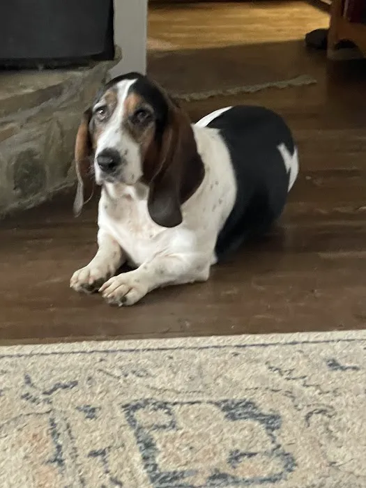 Cane River Veterinary Wellness 7