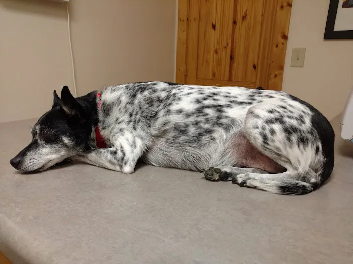 Avery Animal Hospital 3