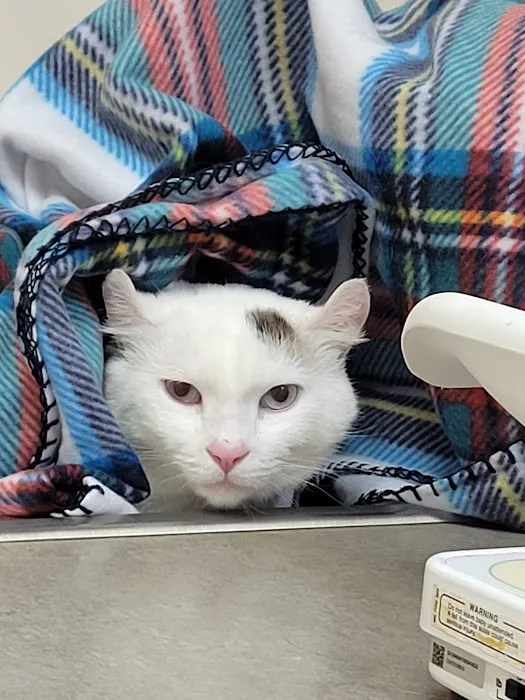 Avery Animal Hospital 7