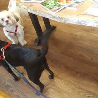 Avery Animal Hospital ico