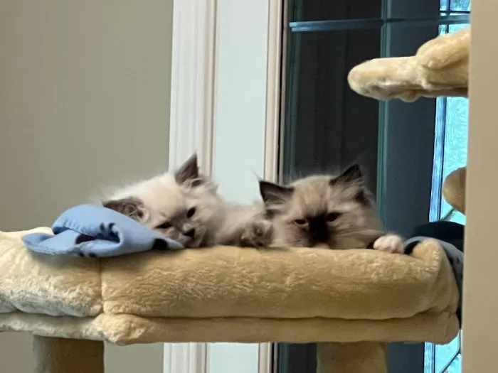 RocknRed Ragdolls 1