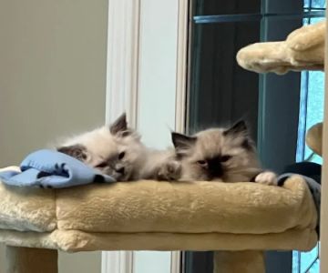 RocknRed Ragdolls