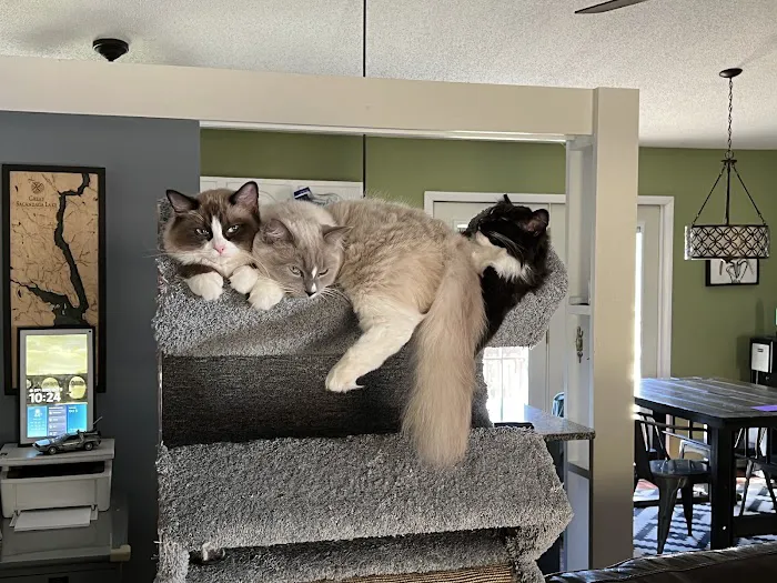 RocknRed Ragdolls 10