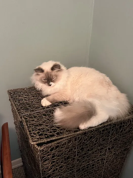 RocknRed Ragdolls 9