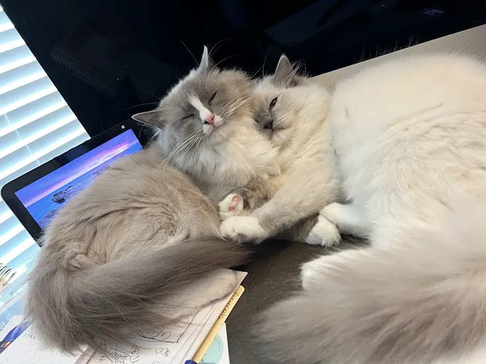 RocknRed Ragdolls 3
