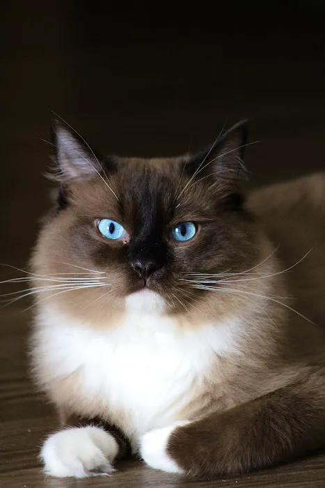 RocknRed Ragdolls 4