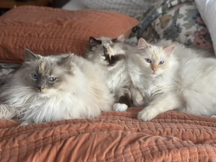 RocknRed Ragdolls 5