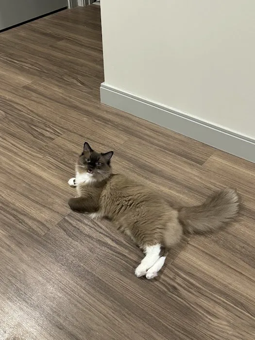 RocknRed Ragdolls 8