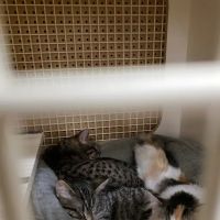 Petco ico