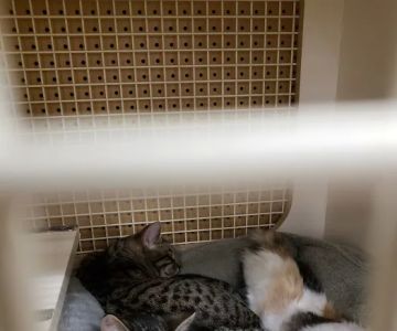 Petco