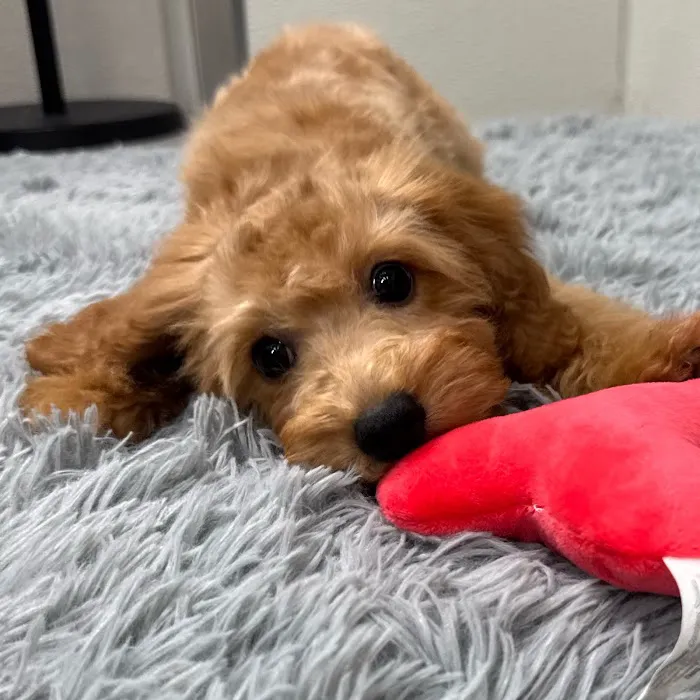 Puppy Dreams - West Wichita 12