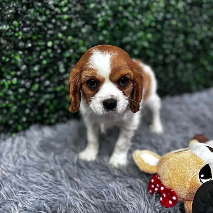 Puppy Dreams - West Wichita 12
