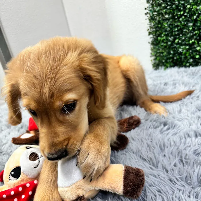 Puppy Dreams - West Wichita 12