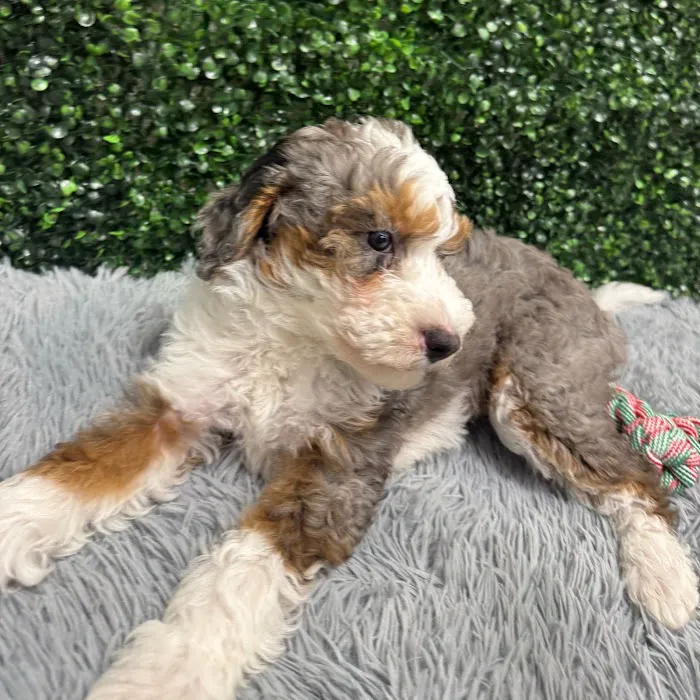 Puppy Dreams - West Wichita 12