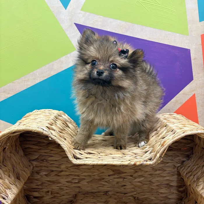 Petland Wichita West 12