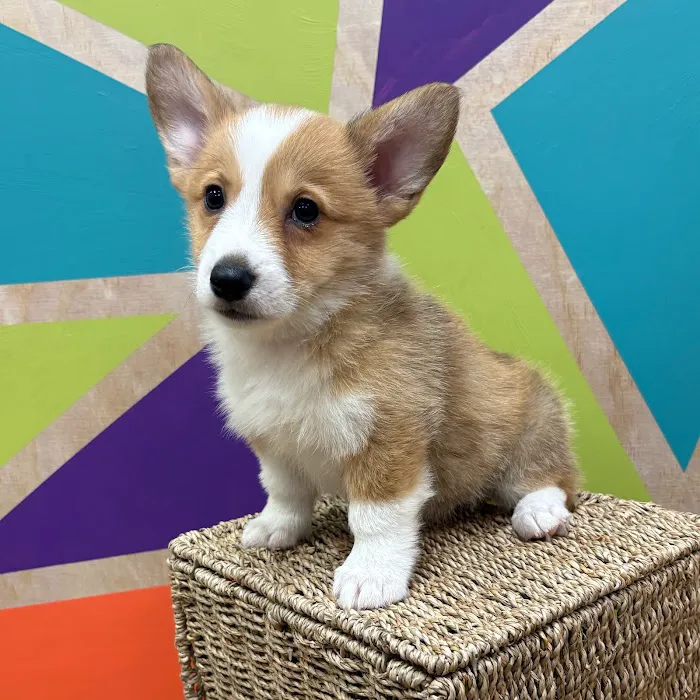 Petland Wichita West 12