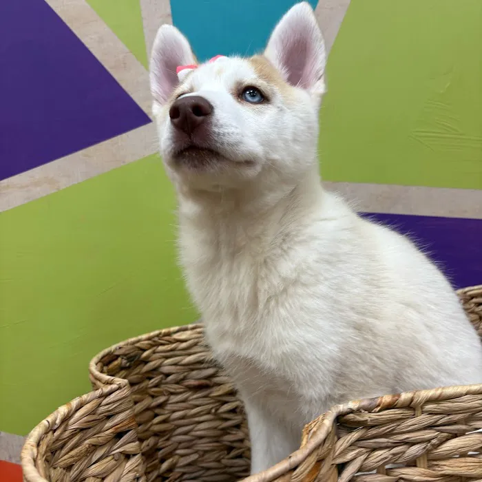 Petland Wichita West 12
