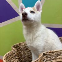 Petland Wichita West ico