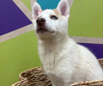 Petland Wichita West