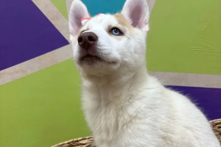 Petland Wichita West