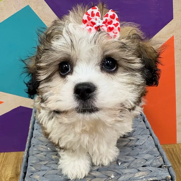 Petland Wichita West 12