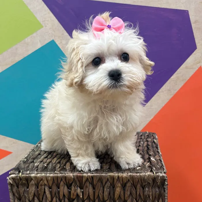 Petland Wichita West 12