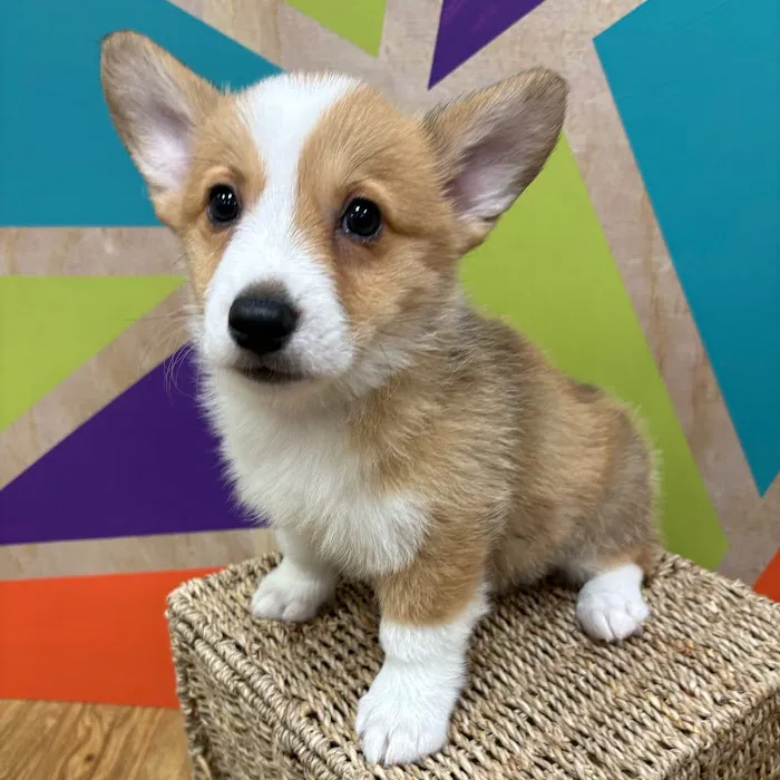 Petland Wichita West 12