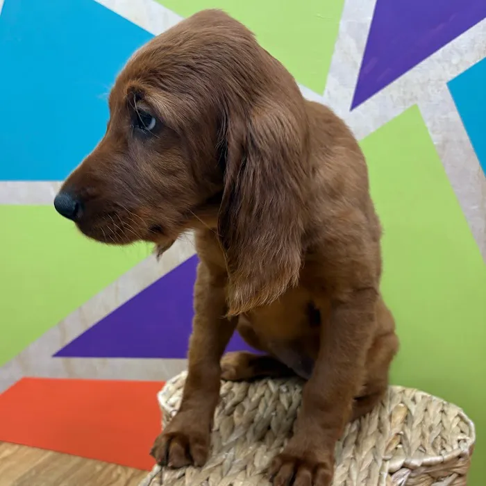 Petland Wichita West 12
