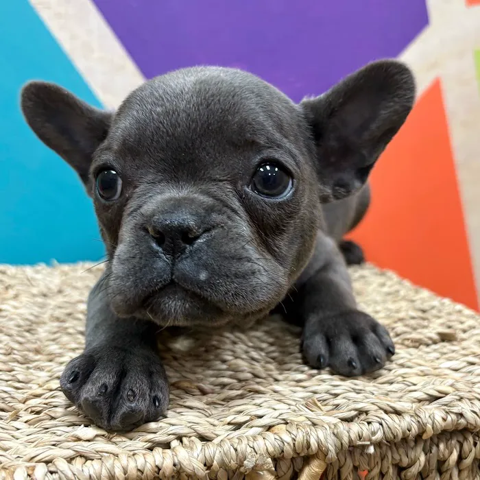 Petland Wichita West 12