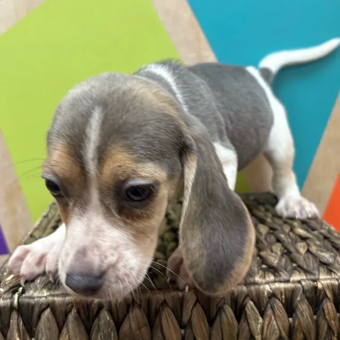Petland Wichita West 12