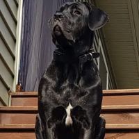 Broad River Animal Hospital ico