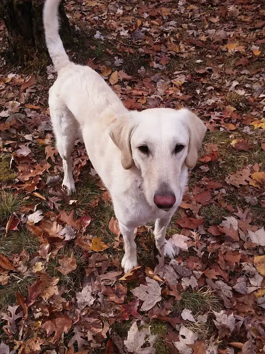 Unicoi Animal Hospital 10