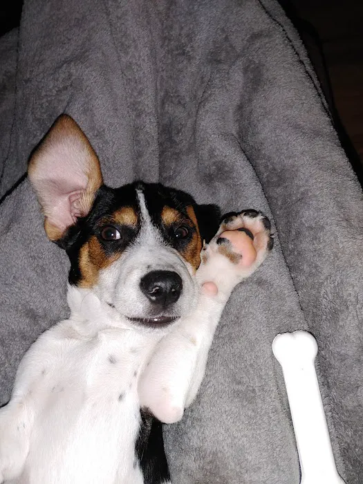 Unicoi Animal Hospital 3
