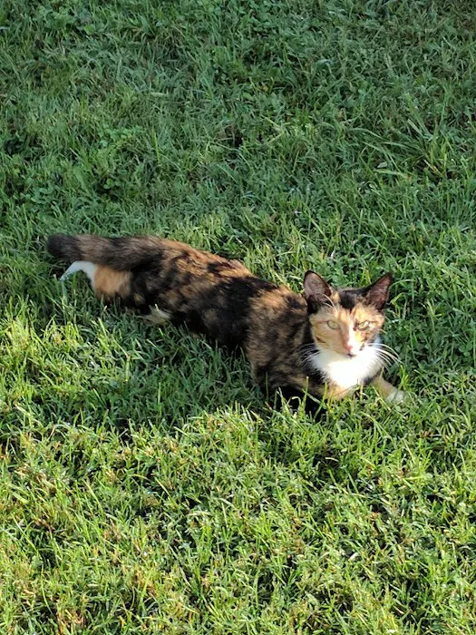 Unicoi Animal Hospital 9