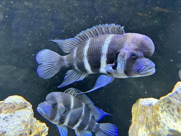 Aquatic Pets - Wichita Aquarium 12
