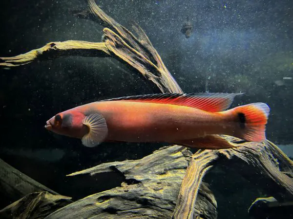 Aquatic Pets - Wichita Aquarium 12