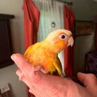The original Centurion Aviaries & Avian Essentials ico