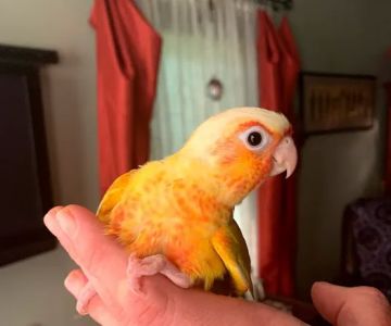 The original Centurion Aviaries & Avian Essentials