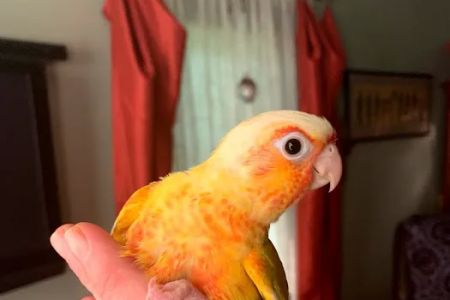 The original Centurion Aviaries & Avian Essentials