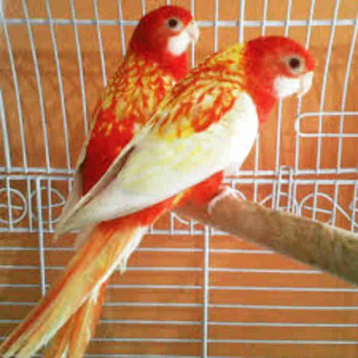 The original Centurion Aviaries & Avian Essentials 2
