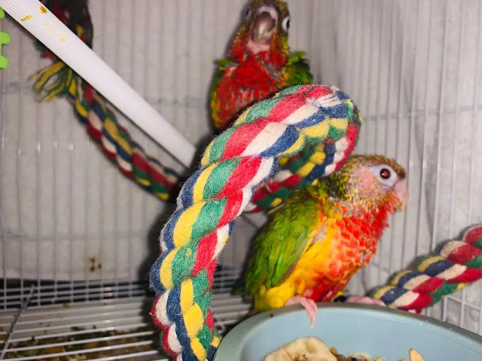 The original Centurion Aviaries & Avian Essentials 7