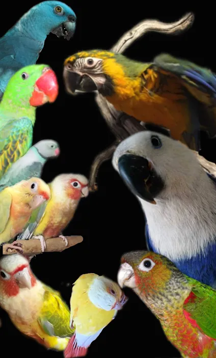 The original Centurion Aviaries & Avian Essentials 10